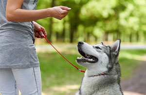 Dog Trainers in Fawley Chapel, Hereford and Worcester